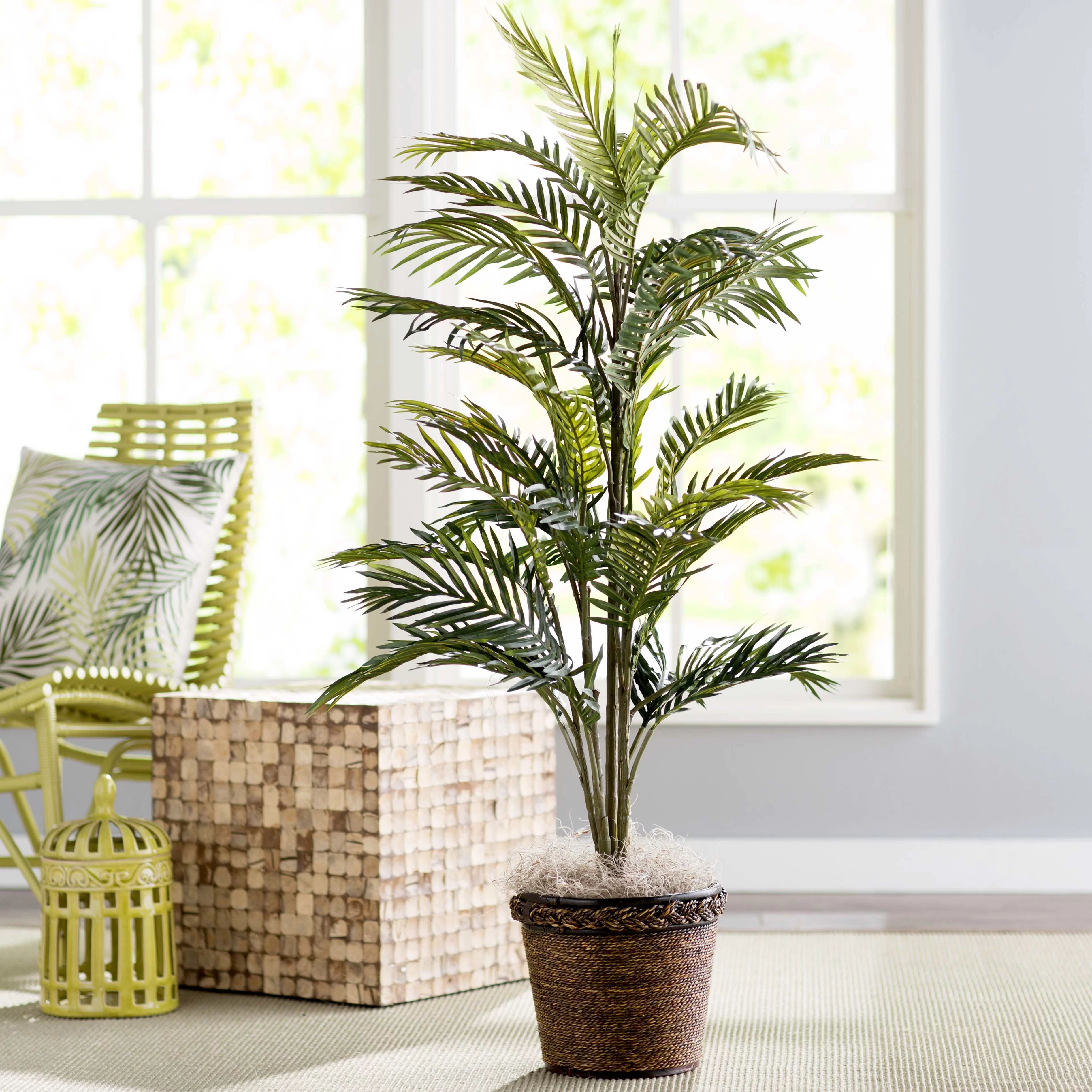 Indoor Palm Tree Pictures