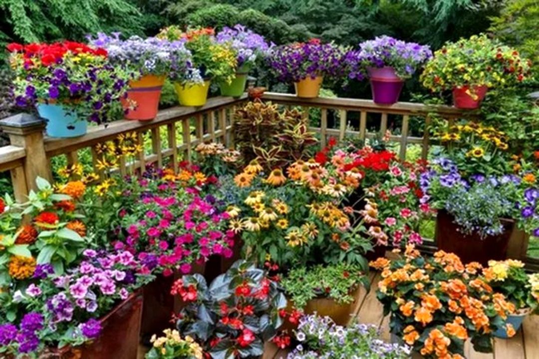 Colorful Flower Garden Arrangement