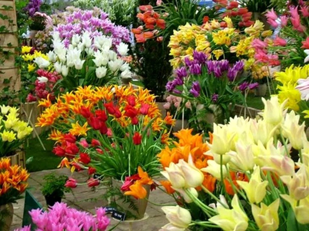 Incredible Flower Garden Arrangement
