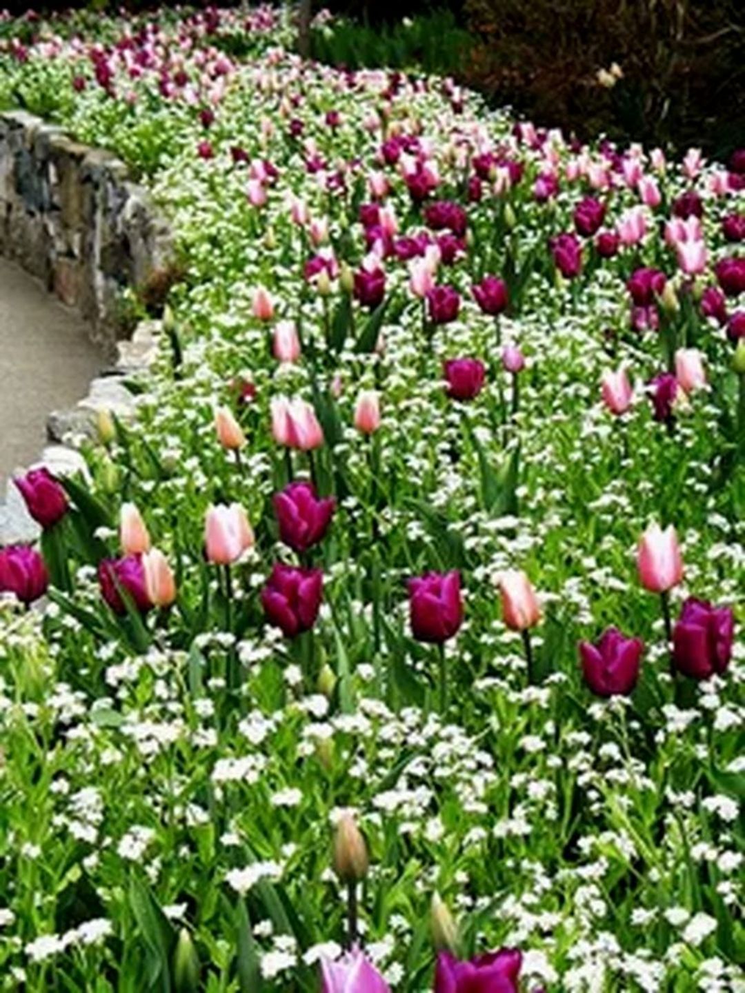 Stunning Tulips Flower Garden Ideas