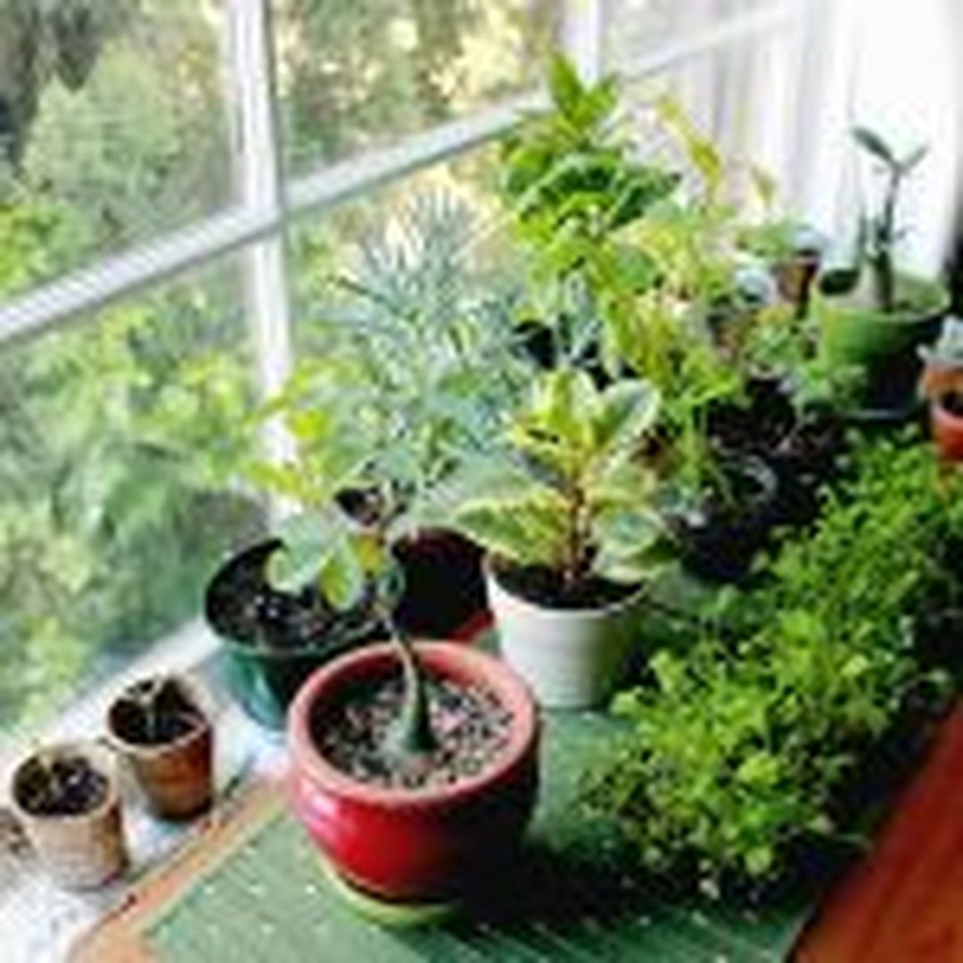 Beautiful Indoor Plants At Home That You May Make By Your Self Easily