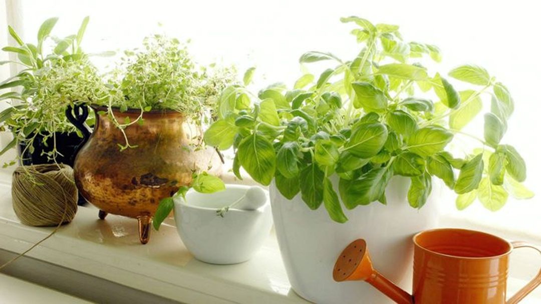 Easy Indoor Plants Home Garden Ideas You Need To Try That Will Make Your Home Air Feeling More Fresh