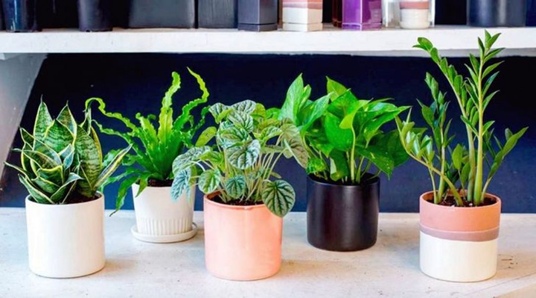 Potted Indoor Plants Ideas To Make Your Home More Fresh And Healthy